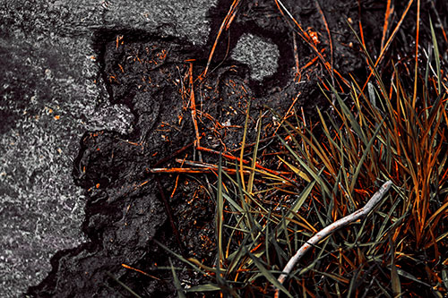 Mud Face Creeping Along Rock Edge (Orange Tint Photo)