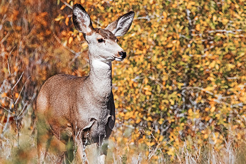 Mule Deer Gazes Across Landscape Horizon (Orange Tint)