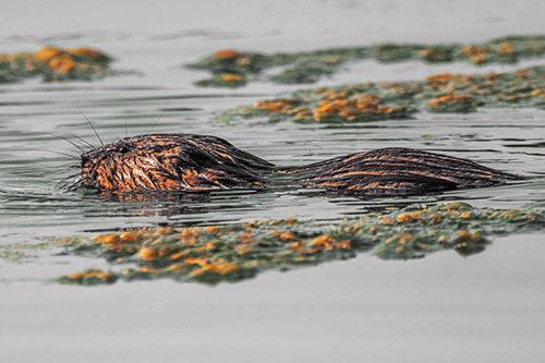 Muskrat Swimming Among Floating Algae (Orange Tint)