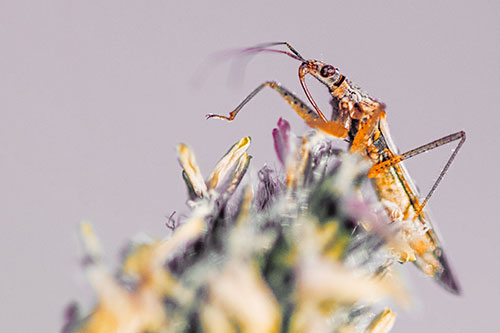 Nabis Lineatus Crawling Atop Plantago (Orange Tint)