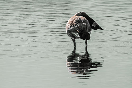 Neck Contorting Canadian Goose Grooming Among Shallow Water (Orange Tint)