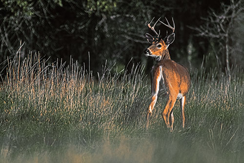 Neck Twisting White Tailed Deer Glancing Back Among Grass (Orange Tint)