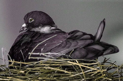 Nesting Pigeon Keeping Watch (Orange Tint Photo)