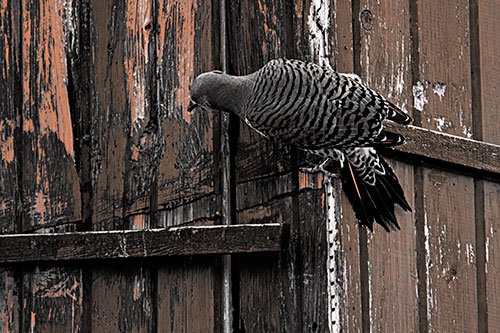Northern Flicker Woodpecker Climbing Across Birdhouse (Orange Tint Photo)