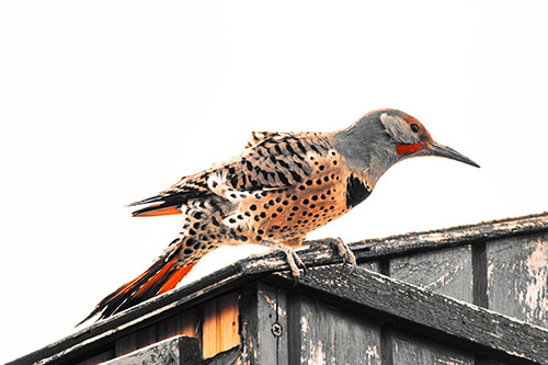 Northern Flicker Woodpecker Crouching Atop Birdhouse (Orange Tint)