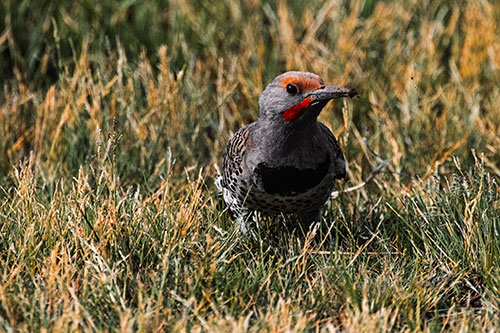 Northern Flicker Woodpecker Digging Up Dirt (Orange Tint)