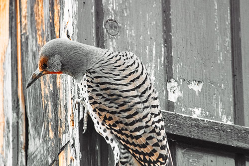 Northern Flicker Woodpecker Peeking Around Birdhouse (Orange Tint Photo)