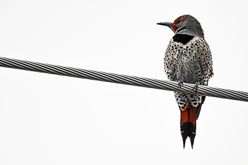 Northern Flicker Woodpecker Perched Atop Steel Wire (Orange Tint)