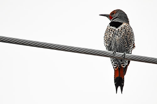 Northern Flicker Woodpecker Perched Atop Steel Wire (Orange Tint Photo)