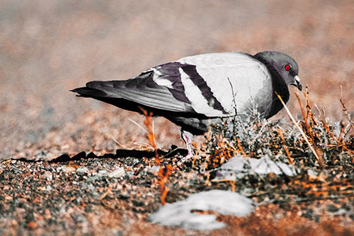 Observant Pigeon Scouring Among Dead Plants (Orange Tint)