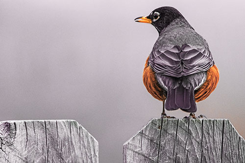 Open Mouthed American Robin Looking Sideways Atop Wooden Fence (Orange Tint Photo)