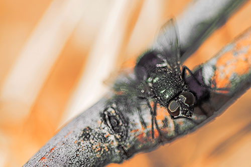 Open Mouthed Blow Fly Looking Above (Orange Tint Photo)