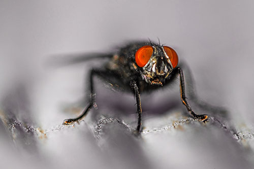 Open Mouthed Cluster Fly Shocked With Fear (Orange Tint)