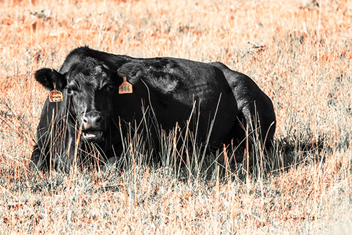 Open Mouthed Cow Resting On Grass (Orange Tint Photo)