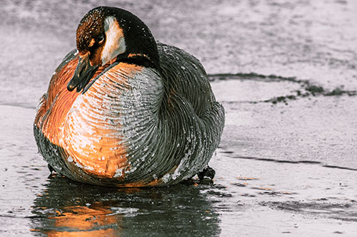 Open Mouthed Goose Laying Atop Ice Frozen River (Orange Tint Photo)