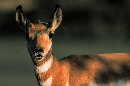 Open Mouthed Pronghorn Gazes In Shock (Orange Tint Photo)