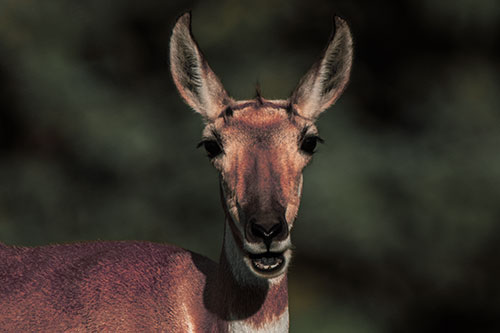 Open Mouthed Pronghorn Spots Intruder (Orange Tint Photo)