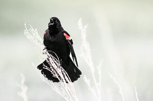 Open Mouthed Red Winged Blackbird Chirping Aggressively (Orange Tint Photo)