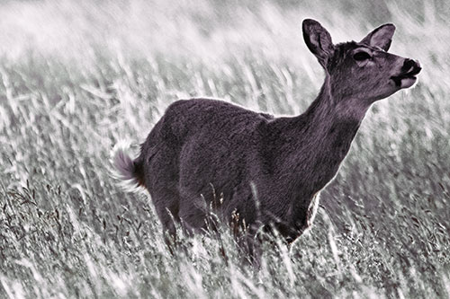 Open Mouthed White Tailed Deer Among Wheatgrass (Orange Tint Photo)