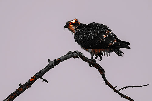 Osprey Hawk Balancing Among Bending Tree Branch (Orange Tint)