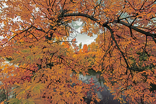 Overlooking River Through Bending Leaf Covered Autumn Tree Branch (Orange Tint)