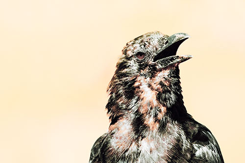 Panting Open Mouthed Crow Cooling Down Among Heat (Orange Tint)