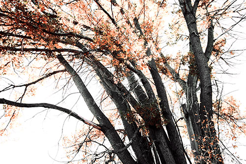Partially Dead Fall Tree Trunks (Orange Tint Photo)