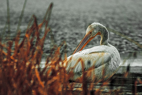 Pelican Grooming Beyond Water Reed Grass (Orange Tint Photo)