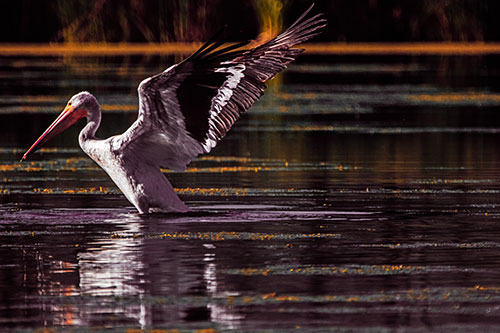 Pelican Takes Flight Off Lake Water (Orange Tint)