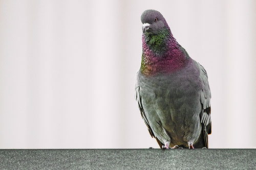 Pigeon Keeping Watch Atop Metal Roof Ledge (Orange Tint Photo)