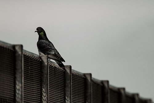 Pigeon Standing Atop Steel Guardrail (Orange Tint Photo)