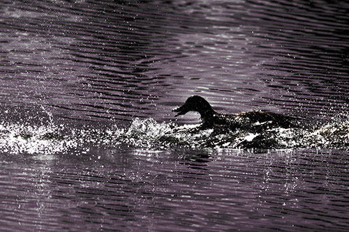 Playful Mallard Duck Gets Splashed Among Lake Horizon (Orange Tint)