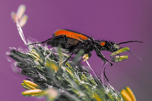 Pollen Covered Scarlet Malachite Beetle Hugging Flower Stem (Orange Tint)