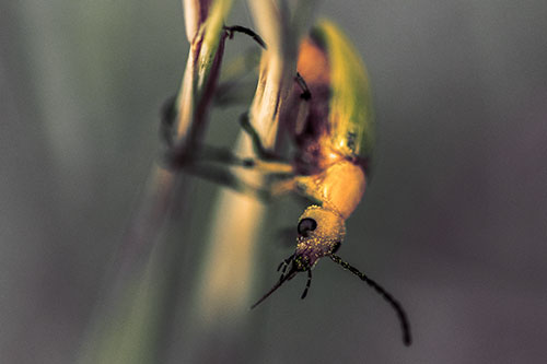 Pollen Faced Blister Beetle Hangs Onto Plant Stem (Orange Tint)