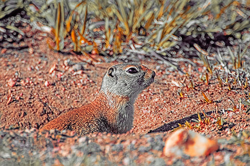 Prairie Dog Emerges From Dirt Tunnel (Orange Tint)