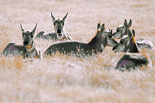 Pronghorn Herd Rest Among Grass (Orange Tint Photo)