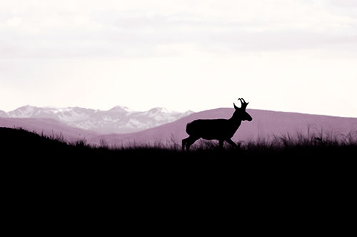 Pronghorn Silhouette On The Prowl (Orange Tint Photo)
