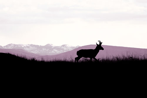 Pronghorn Silhouette On The Prowl (Orange Tint)