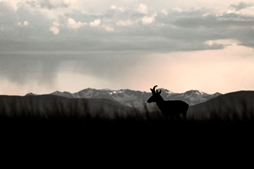 Pronghorn Silhouette Overtakes Stormy Mountain Range (Orange Tint)