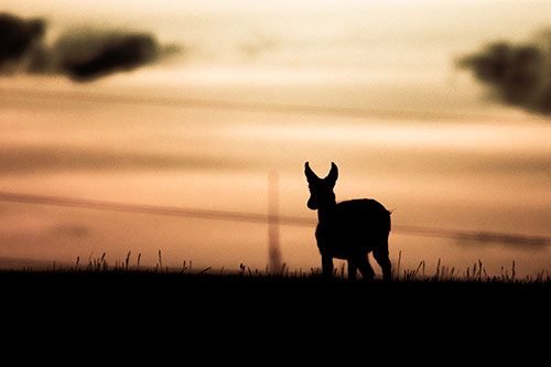 Pronghorn Silhouette Watches Sunset Atop Grassy Hill (Orange Tint Photo)