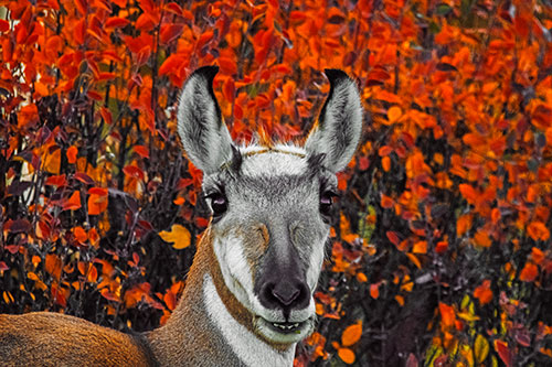 Pronghorn Snacking Among Autumn Leaves (Orange Tint)