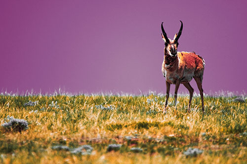 Pronghorn Standing Along Grassy Horizon (Orange Tint Photo)