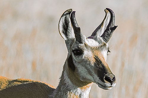 Pronghorn Watching Surroundings Among Sunlight (Orange Tint)