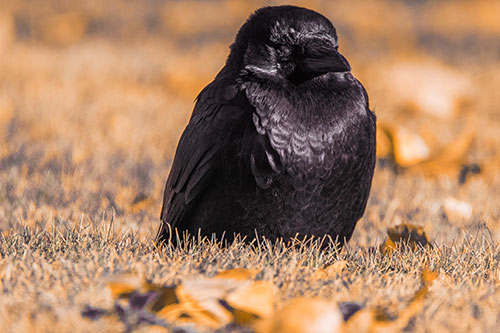 Puffy Crow Standing Guard Among Leaf Covered Grass (Orange Tint Photo)