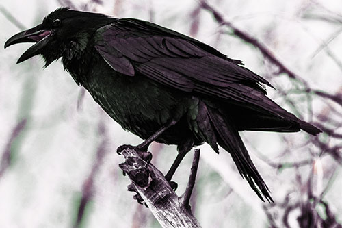 Raven Croaking Among Tree Branches (Orange Tint Photo)