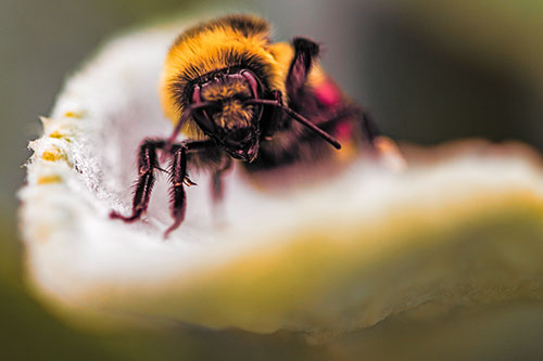 Red Belted Bumble Bee Crawling Flower Petal Edge (Orange Tint)