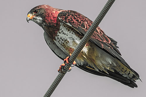 Red Tailed Hawk Perched Atop Powerline Wire (Orange Tint)