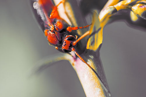 Red Wasp Crawling Down Flower Stem (Orange Tint Photo)