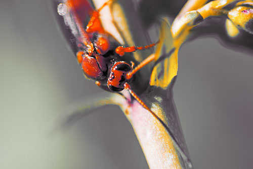 Red Wasp Crawling Down Flower Stem (Orange Tint)