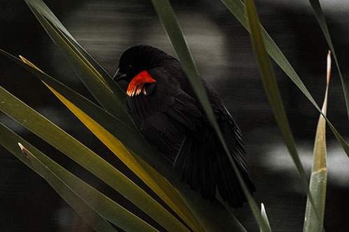 Red Winged Blackbird Watching Atop Water Reed Grass (Orange Tint Photo)